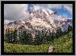 Park Narodowy Mount Rainier, Góra, Szczyt, Mount Rainier, Stan Waszyngton, Stany Zjednoczone, Drzewa