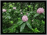 Rododendron, Las