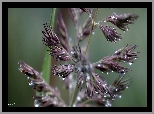 Źdźbło, Trawa, Krople, Rosa, Makro