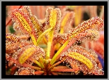 Rosiczka, Makro