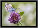 Motyl, Modraszek ikar, Roślina, Kwiat, Koniczyna