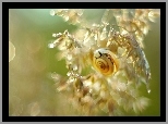 Roślina, Muszla, Ślimak, Bokeh