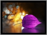 Miechunka, Roślina, Bokeh