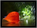 Miechunka, Roślina, Bokeh