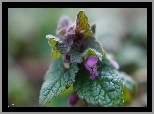 Roślina, Jasnota purpurowa