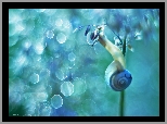 Ślimak, Na, Roślinie, Bokeh