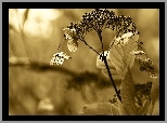 Sucha, Roślinka, Sepia