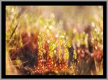 Rośliny, Krople, Bokeh, Makro