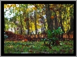 Rośliny, Liście, Drzewa, Jesień