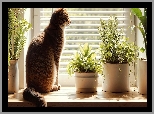 Kot, Okno, Parapet, Rośliny