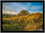 Góra, Morro Rock, Skała, Żółta, Trawa, Rośliny, Księżyc, Kalifornia, Stany Zjednoczone