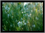 Rośliny, Zieleń, Małe, Białe, Kwiaty, Łąka