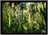 Rośliny, Zieleń, Małe, Białe, Kwiaty, Łąka