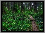 Las, Rosliny, Ścieżka