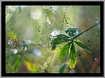 Liście, Rośliny, Bokeh