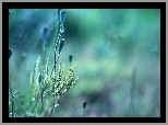 Makówki, Rośliny, Bokeh