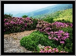 Stany Zjednoczone, Stan Tennessee, Góry Appalachy, Szlak Appalachów, Kwiaty, Różaneczniki