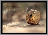 Miechunka Rozdęta, Bokeh