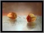 Miechunka rozdęta, Bokeh