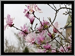 Różowa, Magnolia