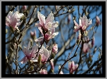 Różowe, Kwiaty, Pąki, Magnolia, Gałązki