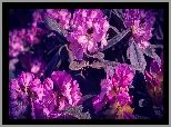 Różowe, Kwiaty, Rododendron, Różanecznik