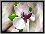 Różowy, Kwiat, Magnolia, Grafika, Kolorowe tło