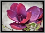 Różowy, Kwiat, Rozwinięta, Magnolia