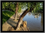 Rzeka, Drzewa, Bulwar