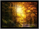 Park, Rzeka, Rozświetlone, Słońcem, Drzewa, Droga, Jesień