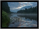 Rzeka, Mgła, Trawa, Drzewa