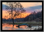 Rzeka, Konar, Drzewo, Las, Zachód, Słońca