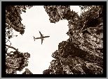 Samolot, Drzewa
