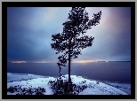 Samotne, Drzewo, Wybrzeże, Zima