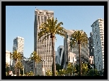 San Francisco, Drapacze, Chmur, Palmy