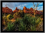 Stany Zjednoczone, Arizona, Sedona, Skały, Drzewa, Rośliny