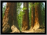 Stany Zjednoczone, Stan Kalifornia, Park Narodowy Yosemite, Drzewa, Sekwoje, Las Mariposa Grove