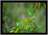 Zielony, Ptak, Samica, Seledynek, Gałązka, Liście