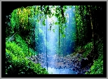 Park Narodowy Dorrigo, Wodospad, Crystal Shower Falls, Rośliny, Nowa Południowa Walia, Australia