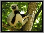 Lemur, Sifaka, Drzewo