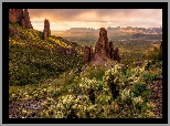 Stany Zjednoczone, Arizona, Skały, Roślinność, Kaktusy Cholla