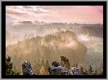 Skały, Drzewa, Las, Mgła