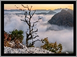 Góry, Skały, Mgła, Krzewy, Drzewo