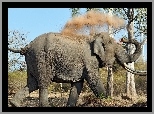 Słoń, Drzewa
