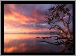 Wschód słońca, Jezioro, Weyba Lake, Drzewo, Queensland, Australia