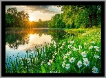 Drzewa, Jezioro, Łąka, Trawa, Kwiaty, Chmury, Zachód słońca