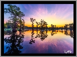 Jezioro, Caddo Lake, Drzewa, Cyprysy, Wschód słońca, Stan Teksas, Stany Zjednoczone