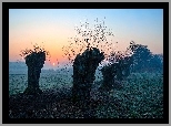 Wschód słońca, Wierzby
