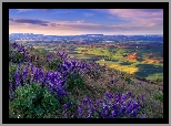 Stany Zjednoczone, Waszyngton, Park stanowy Steptoe Butte, Wzgórza, Palouse, Kwiaty, Łubin, Trawa, Dolina, Pola, Łąki, Wschód słońca
