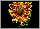 Słonecznik, Fractailus